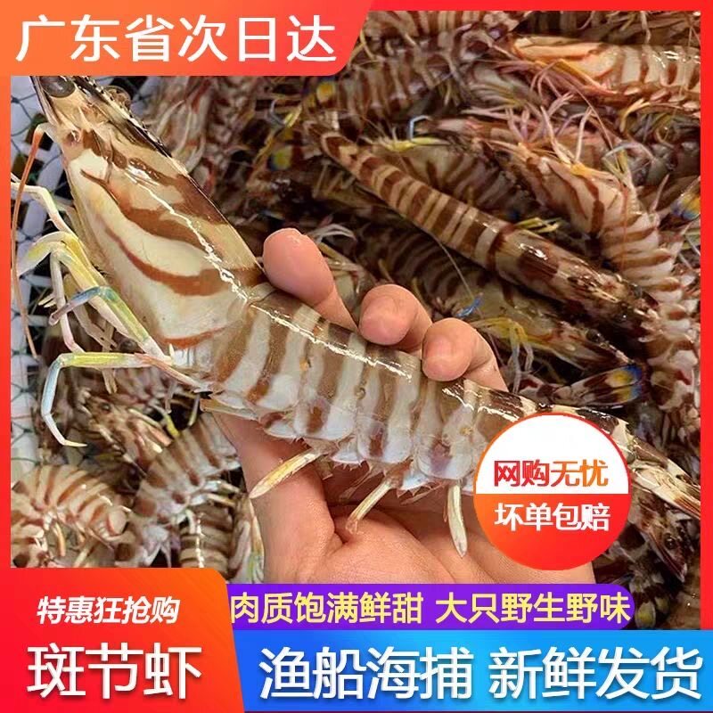 湛江野生斑节虾鲜活速冻竹节虾子大虾批发海鲜九节虾基围虾特大号