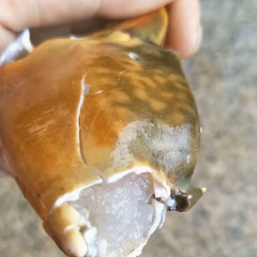 新鲜青蟹腿特大蟹钳鳌大肉多图片