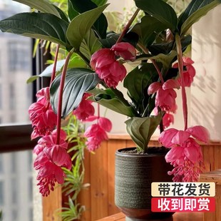 宝莲灯盆栽带花苞大苗高级花卉室内绿植多年生珍珠宝莲灯花苗好养