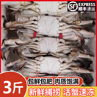 活冻梭子蟹特大野生海捕螃蟹新鲜海蟹飞蟹螃蟹海鲜水产顺丰包邮