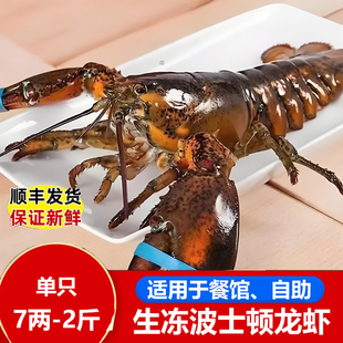 生冻波士顿龙虾非鲜活速冻海鲜水产大波龙澳洲龙虾新鲜波斯顿龙虾