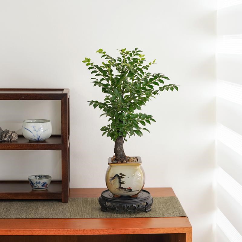 小叶紫檀盆景老桩植物室内茶几客厅办公桌面树苗四季好养绿植盆栽