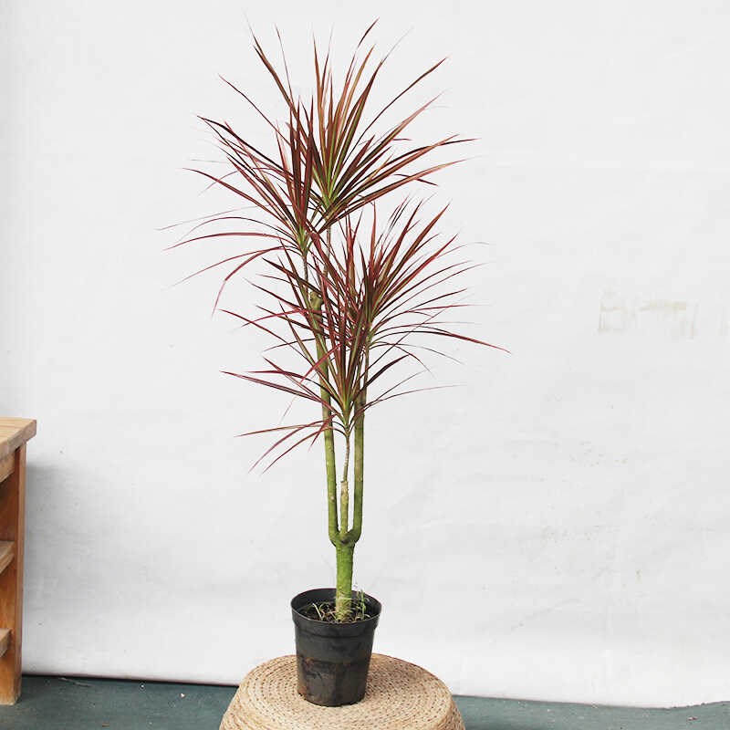 七彩铁千年木盆栽室内客厅阳台绿植花卉办公室桌面好养植物龙血树