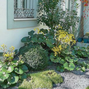 大叶吴凤草耐阴基地直发八角乌园林花园镶边植物耐寒花期长