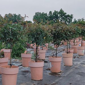 花莳园艺 原生树月棒棒糖5加仑萨米特花盆盆栽蓝色阴雨果汁棒棒糖