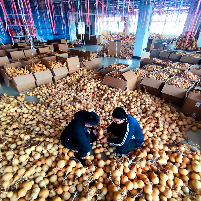 葫芦挂件摆件天然真口文玩大号小号高端精品镶口门对门客厅卧室