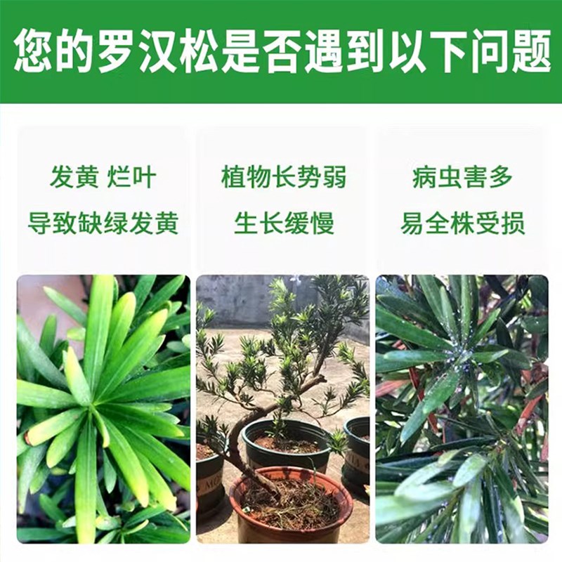 罗汉松白粉病专用药罗汉松叶枯病黑斑病植物盆栽剂营养液