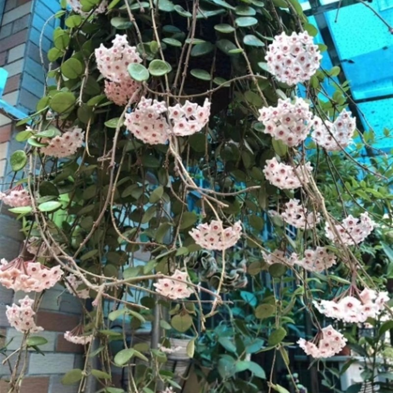 球兰花盆栽 室内爬藤垂吊植物花卉 杂交匍匐球兰 球兰大苗 带花梗