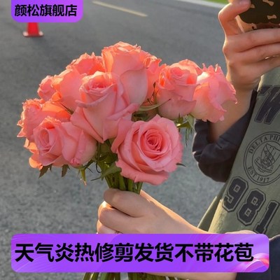 戴安娜 玫瑰花苗切花月季大花直立大朵灌木欧月阳台庭院盆栽植物