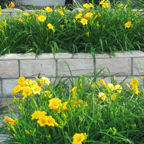 金娃娃萱草花苗庭院绿化耐寒品种室外花园花坛室内阳台花草植物