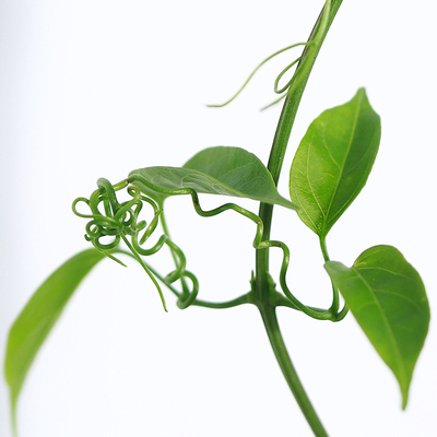 爬墙花卉炮仗花苗攀爬凌霄花苗四季爬藤植物围墙牵藤庭院开花易活