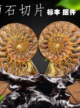 加斯加古生物化石斑彩螺菊石切片标办公居玄观赏