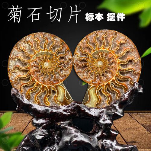 加斯加古生物化石斑彩螺菊石切片标办公居玄观赏