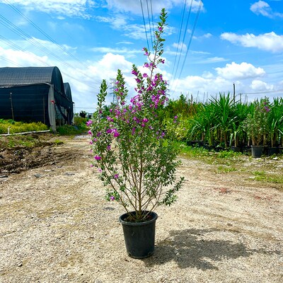 花期长银叶红花玉芙蓉绿植物灌木庭院阳台耐晒耐热高级感盆栽花卉