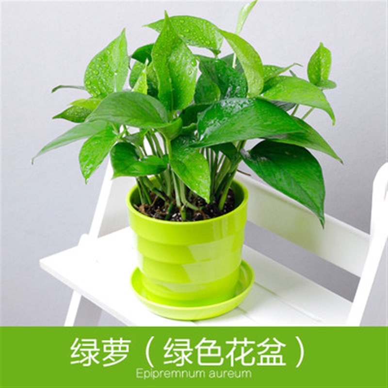 绿萝箩文竹水培土培办公室懒人好养易活室内绿植物盆栽吊兰花卉