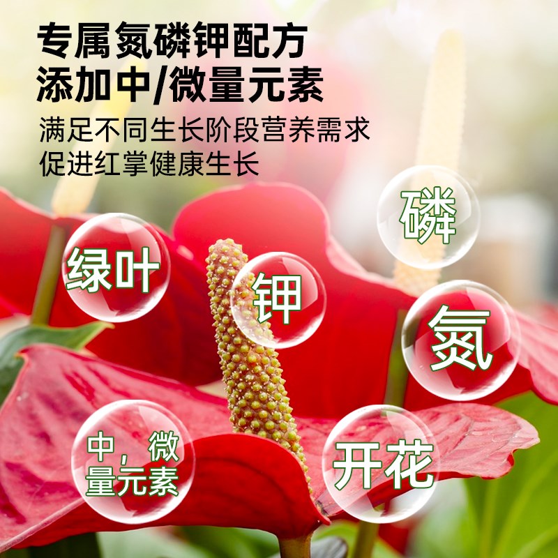 红掌肥料白掌一帆风顺红掌营养液水培盆栽粉掌火鹤花肥