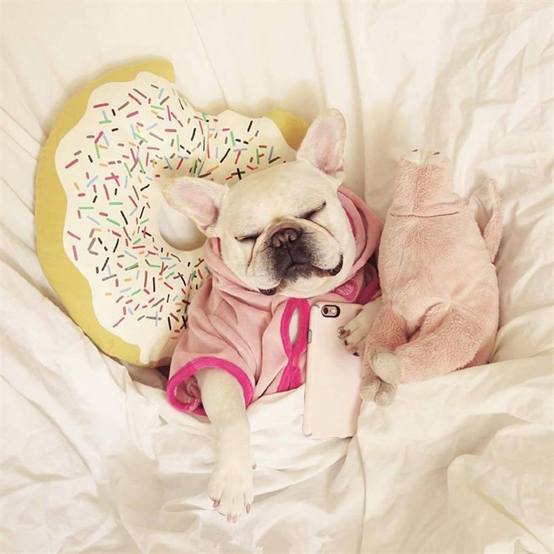 法斗睡觉伴侣四脚猪猪法国斗牛犬柯基泰迪英斗比熊宠物狗毛绒玩具