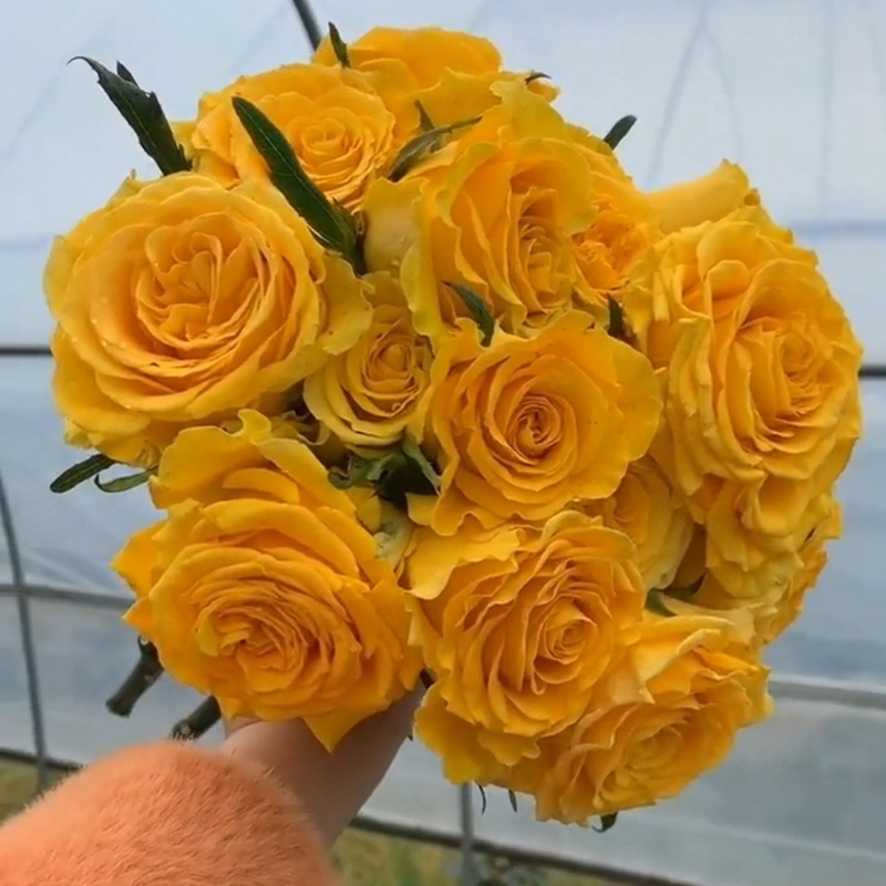 苏格兰黄油玫瑰花月季花苗特大切花盆栽四季灌木庭院阳台花卉植物