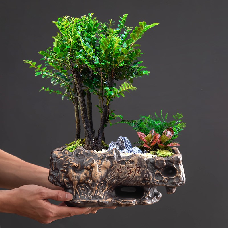 中式小叶紫檀花盆陶瓷大口径马到成功家用透气盆栽盆桌面摆件带托