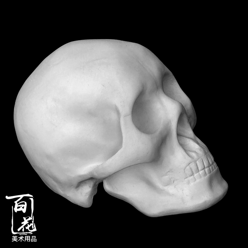 人物石膏头骨骷髅模型石膏像石膏教具几何体石膏像人像石膏静物