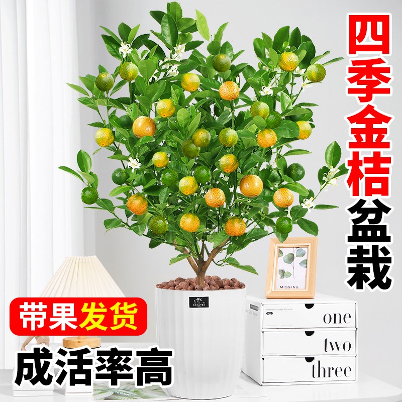 四季金桔树苗盆栽带果室内客厅招财植物室外耐热花卉绿植橘子盆景