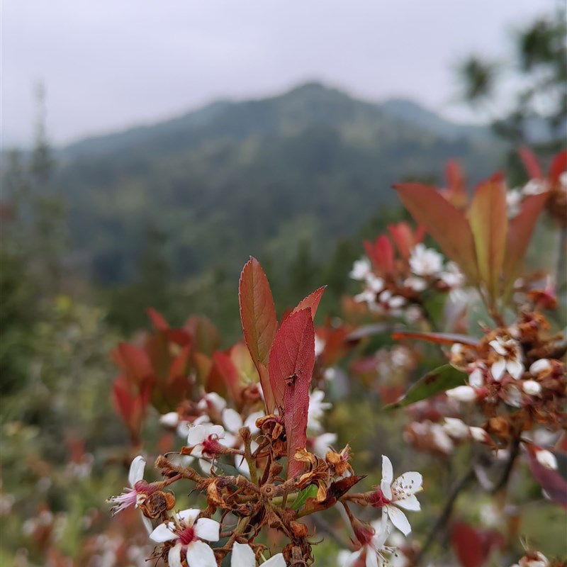 海岛春花石斑木庭院茶桌台造景盆景栽绿植老树桩大斜飘枝一物一拍