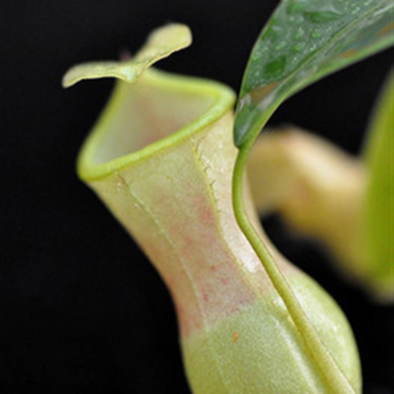 食虫植物- 风铃交葫芦猪笼草 【】