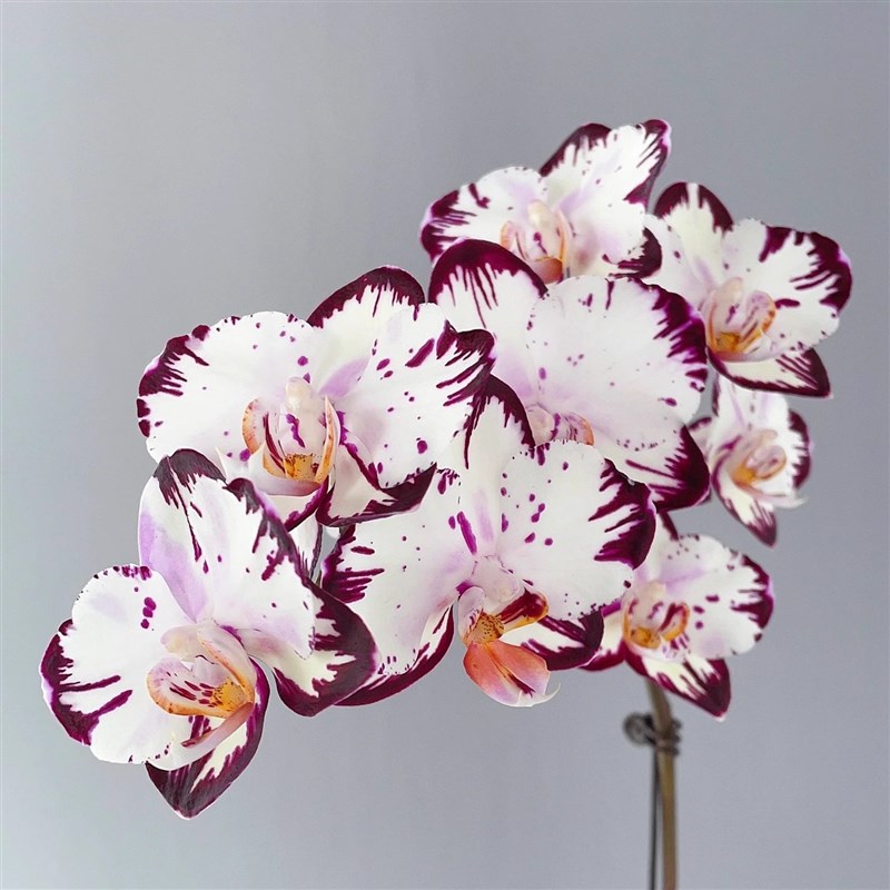 哈根达斯蝴蝶兰带闪边.5寸杯不带花箭苗对版洋兰高端花卉绿植