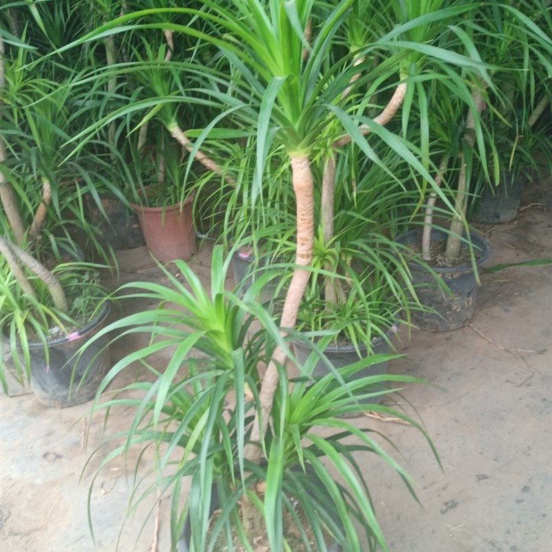 龙血树盆栽室内客厅大型须绿植办公室外花卉植物庭院盆景空气净化