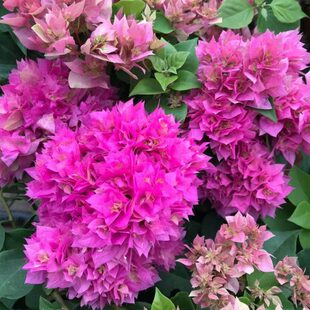 东篱小舍 九重葛 三叶梅 粉花重瓣三角梅 粉重　原盆发货有实拍照