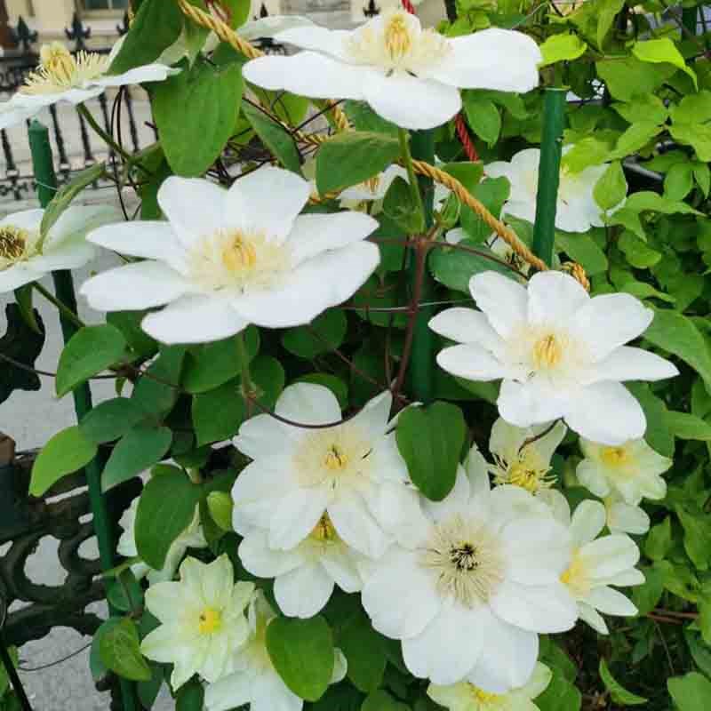 格恩西岛铁线莲花盆栽爬藤植物大苗重瓣大花藤本花卉无刺攀爬耐热