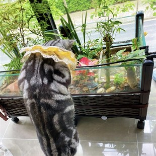 黄缘龟专用缸安缘台缘闭壳乌龟生态养殖箱半水龟饲养环境植物造景