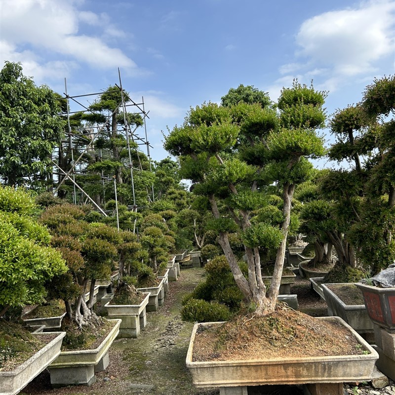 赤楠 小叶红芽赤楠树桩 三叶红芽盆景熟桩桩室内盆栽观叶植物