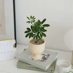 植物私生活 桌面鹅掌藤鸭脚木 办公室卧室情绪氛围新手好养小盆栽