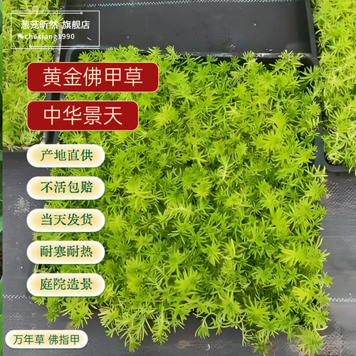 易成活屋顶绿化耐寒耐旱中华景天