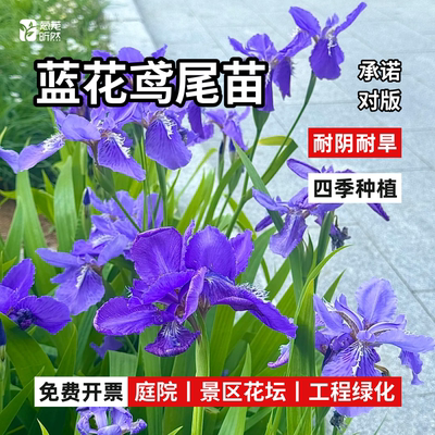 鸢尾花苗蝴蝶兰工程绿化苗