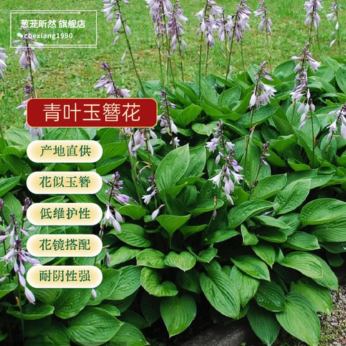 玉簪花  产地直供  量大优惠