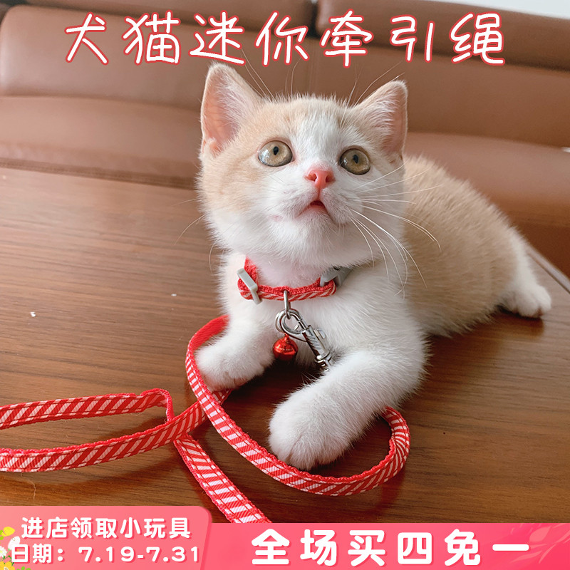狗狗幼猫咪幼犬牵引绳套脖铃铛牵引绳小型玩具茶杯犬迷你遛狗猫绳