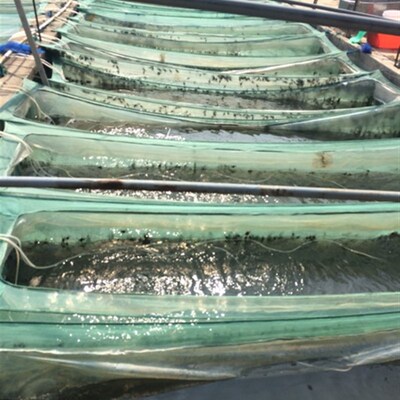 养殖蟹苗长江系淡水螃蟹苗河蟹苗毛蟹苗扣蟹苗规格20-200只/斤