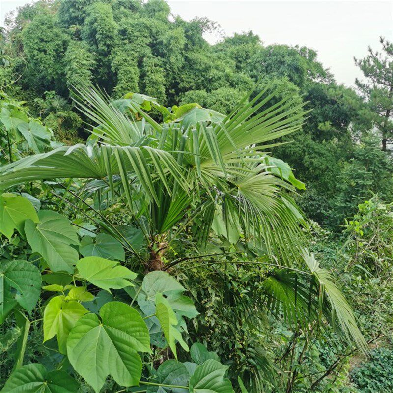 新鲜棕榈树叶现砍棕树叶草绳棕榈树叶农家包粽子捆绑绳子粽子绳