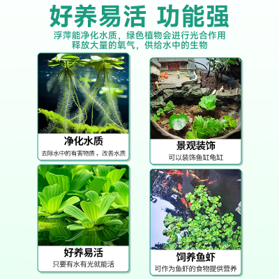 浮萍水草植物金鱼缸造景水培古法养鱼和鱼共养水上净化水质水芙蓉