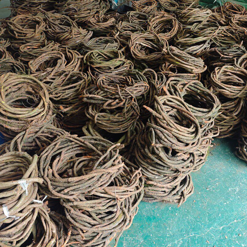 免泡水树藤红山藤新鲜树藤条婚庆吊顶管道遮挡装饰用藤条藤曼缠绕