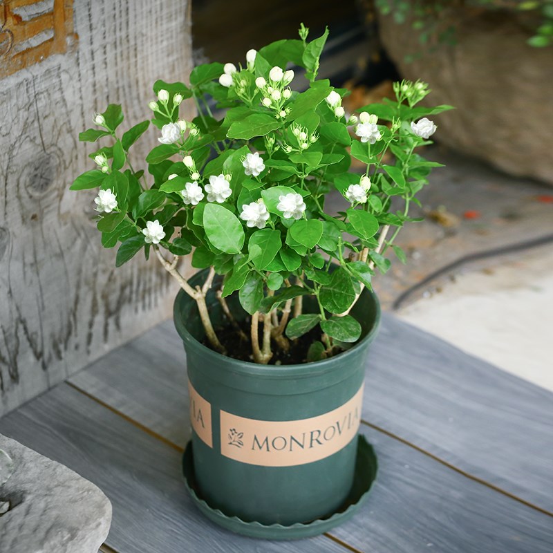茉莉花盆栽花卉植物室内重瓣虎头茉莉花苗带花苞四季开花浓香好养