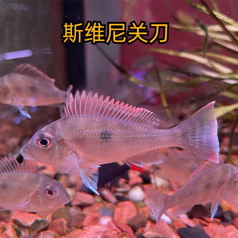 鱼官儿南美食土鲷圣塔伦月亮宝石申谷蓝唇红颊马面藩王斯维尼关刀