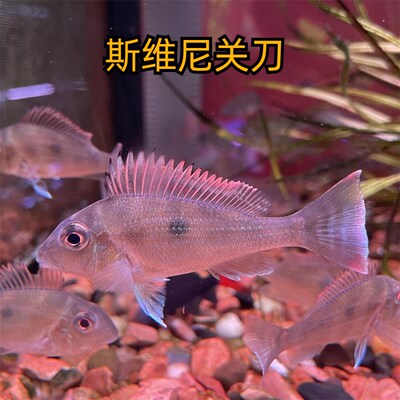 鱼官儿南美食土鲷圣塔伦月亮宝石申谷蓝唇红颊马面藩王斯维尼关刀