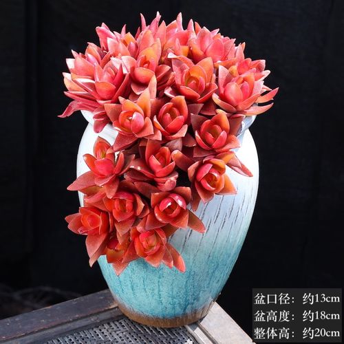 秋火莲火祭肉肉植物组合盆栽室内花卉云南直发大颗好养多头群生