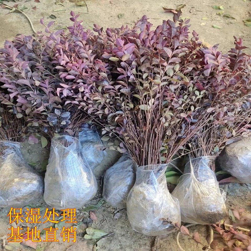 红花继木金森女贞黄杨树苗园林别墅庭院花坛绿化绿篱小苗球形包邮