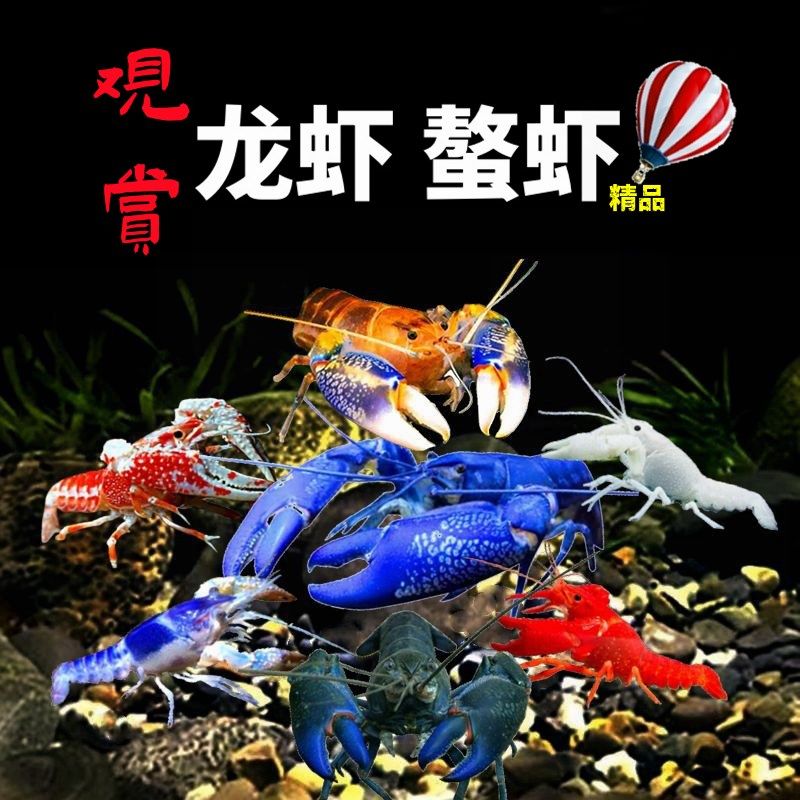 鳌虾龙虾观赏虾淡水宠物虾原生天空蓝魔虾火山破坏者鳌虾冷水耐活