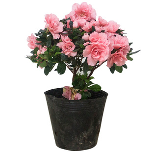 粉红花边西玛杜鹃花带花苞大盆栽特大棵苗老桩老桩四季发货干枝卉