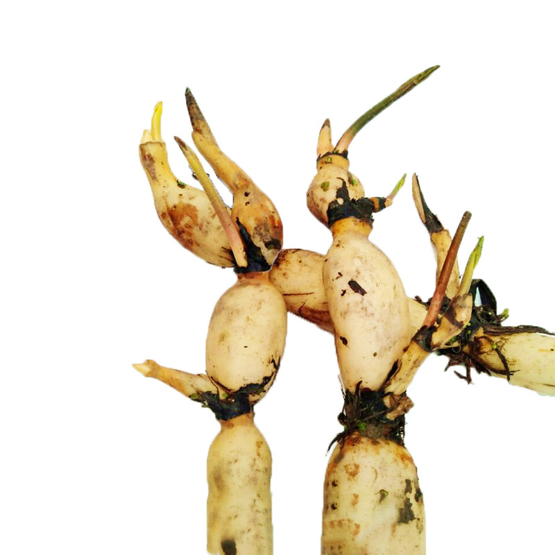 池塘大型观赏荷花苗种藕苗 莲藕种苗 盆栽荷花种根苗莲藕苗莲花苗